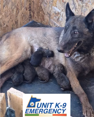 Super cuccioli pastore belga malinois