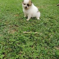 Cucciolo Spitz della Pomerania