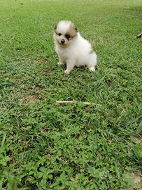 Cucciolo Spitz della Pomerania