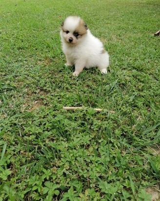 Cucciolo Spitz della Pomerania