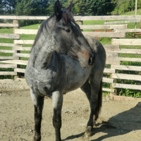 Stallone da ranch Blue roan per monta naturale