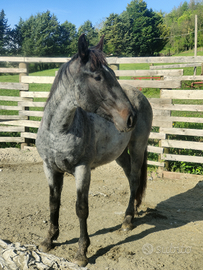 Stallone da ranch Blue roan per monta naturale
