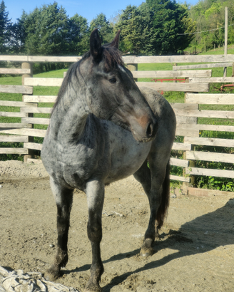 Stallone da ranch Blue roan per monta naturale