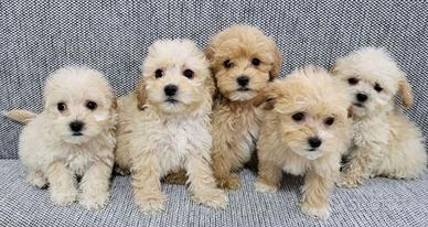 Cuccioli di maltipoo maschio femmina