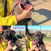 Cuccioli maschi e femmine meticci occhi azzurri