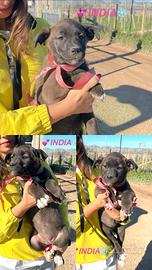 Cuccioli maschi e femmine meticci occhi azzurri