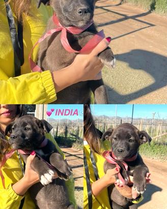 Cuccioli maschi e femmine meticci occhi azzurri