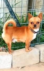 Chihuahua maschio adulto