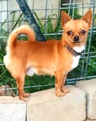 Chihuahua maschio adulto