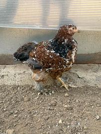 Coppia brahma millefiori