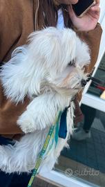 Cane maltese