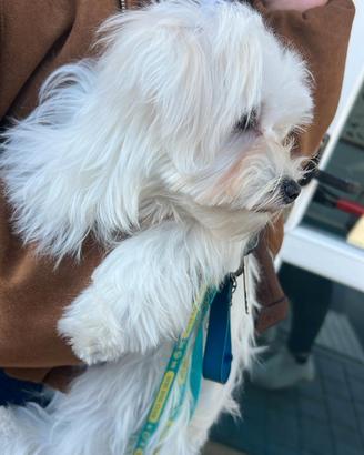 Cane maltese