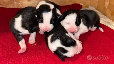 Cuccioli Border Collie linea da lavoro ??