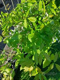 Bonsai glicine bianco