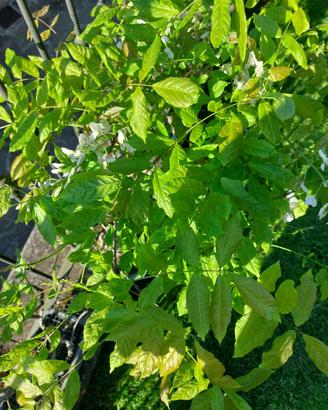 Bonsai glicine bianco