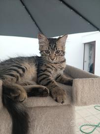 Lilla gattina 3 mesi