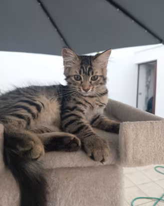Lilla gattina 3 mesi