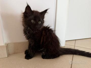 Gattino Maine Coon