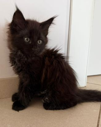 Gattino Maine Coon