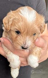 Cuccioli maltipoo