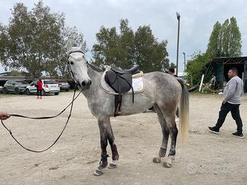 Cavalla pony femmina salto ostacoli