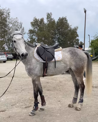 Cavalla pony femmina salto ostacoli
