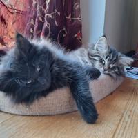 Norvegesi delle foreste