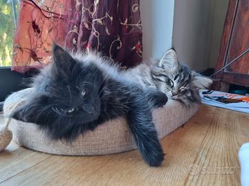 Norvegesi delle foreste