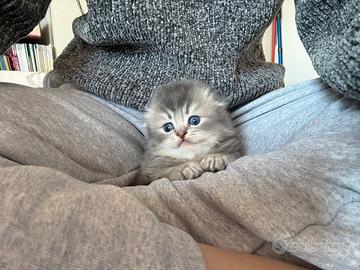 Scottish fold dolcissimo