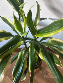 Dracaena lemon lime
