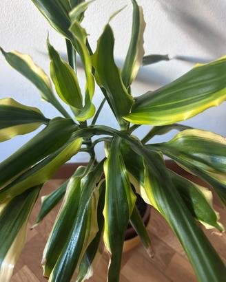 Dracaena lemon lime