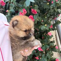 Mini pomerania
