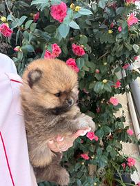 Mini pomerania