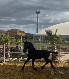 Puledro Frisone 6 mesi