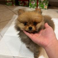 Spitz di Pomerania