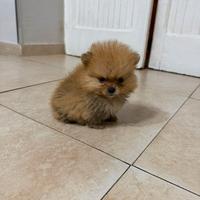 Mini pomerania