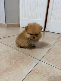 Mini pomerania