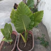 Alocasia (Orecchie d'elefante)