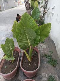 Alocasia (Orecchie d'elefante)