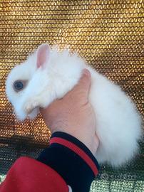 Stupendi conigli nani testa di leone