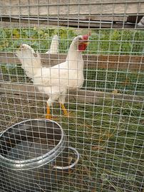 Gallo livornese
