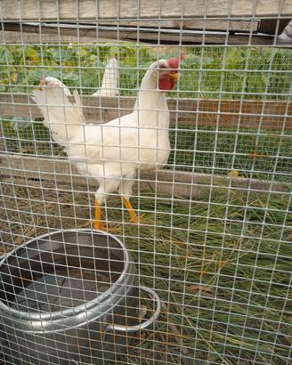 Gallo livornese