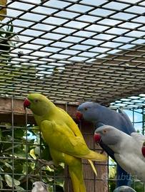 Parrocchetto dal collare