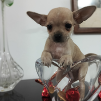 Mini chihuahua maschio