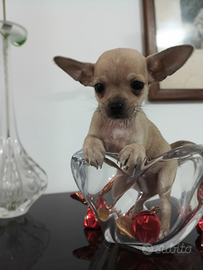 Mini chihuahua maschio