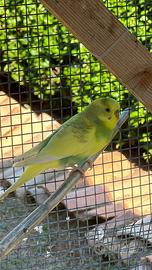 Cocorite maschi
