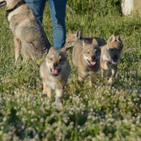 Cucciolo cane lupo Cecoslovacco