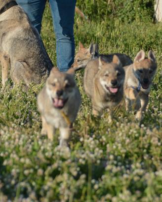 Cucciolo cane lupo Cecoslovacco