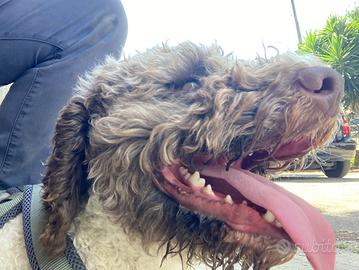 Lagotto Romagnolo