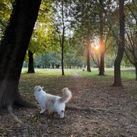 Pensione animali